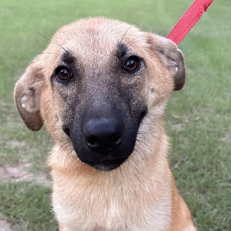 A young medium-sized female Yellow / Tan / Blond / Fawn Labrador Retriever dog named Betty Local July for adoption in Brookshire, TX