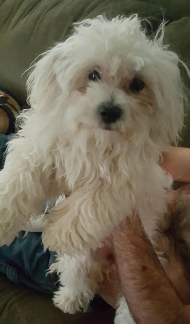 Cinderella thumbnail 2