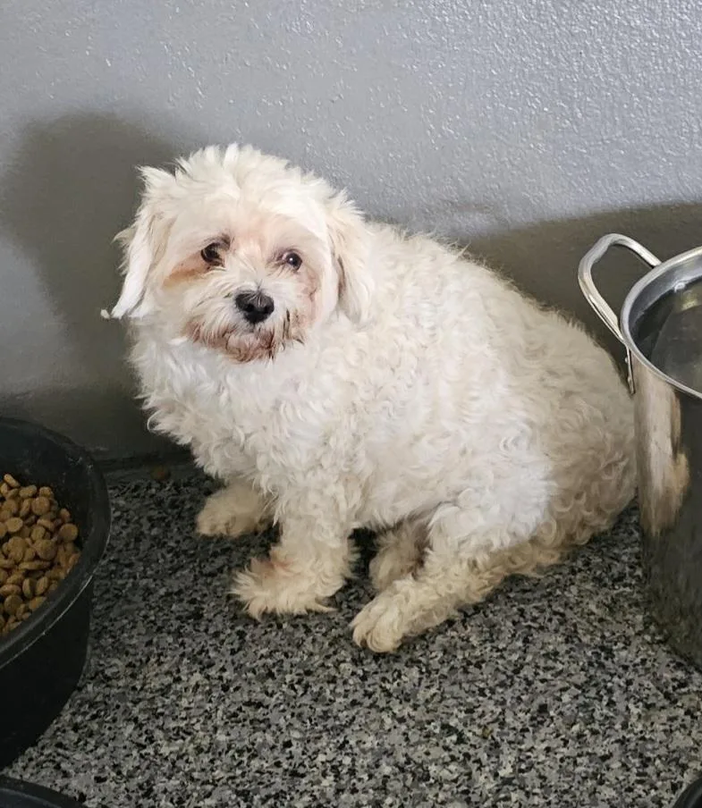 Cinderella thumbnail 3