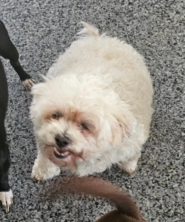 Cinderella thumbnail 6