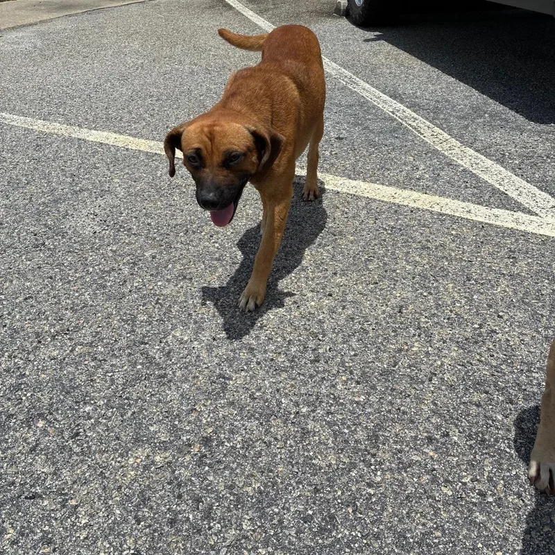 A young small-sized male Brown / Chocolate Mixed Breed dog named Creole for adoption in Lyons, GA