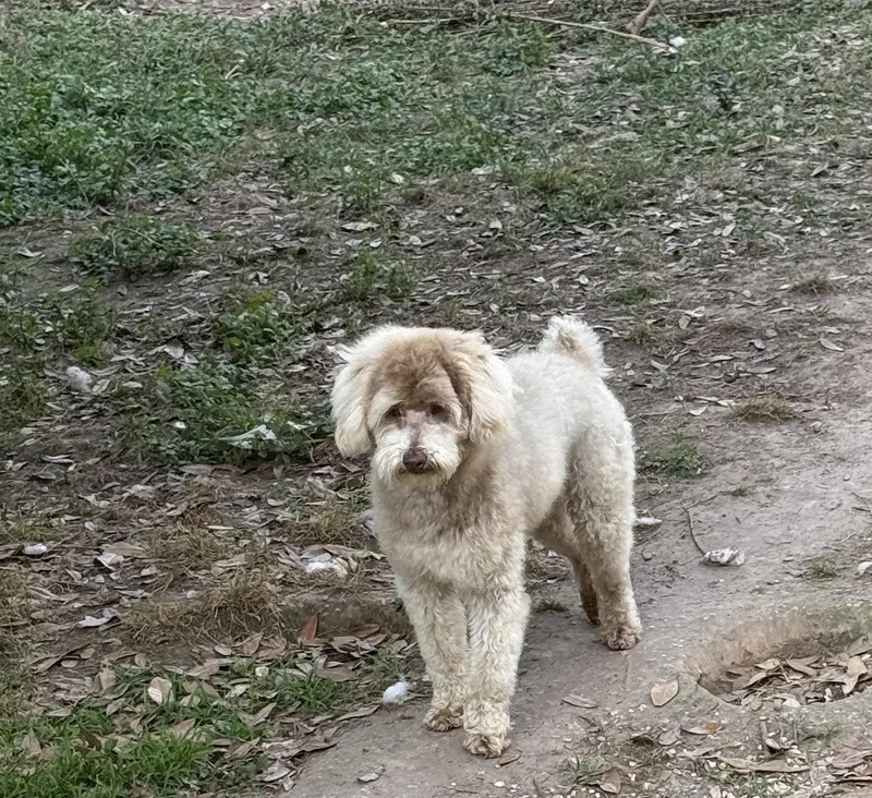 An adult small-sized male Poodle dog named Snickers Sweet Boy! for adoption in Oakhurst, NJ