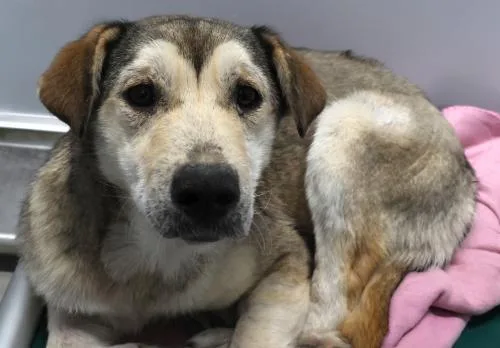 An adult medium-sized female Shepherd dog named Elaine for adoption in Thief River Falls, MN