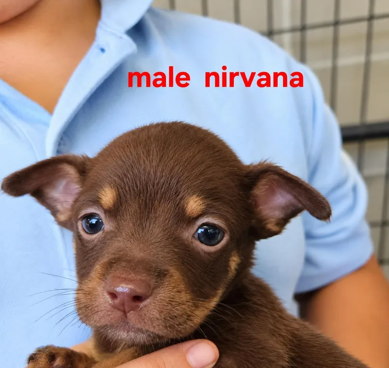 A baby small-sized male Mixed Breed dog named Nirvana for adoption in Panama city, FL