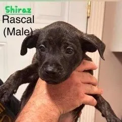 Shiraz
