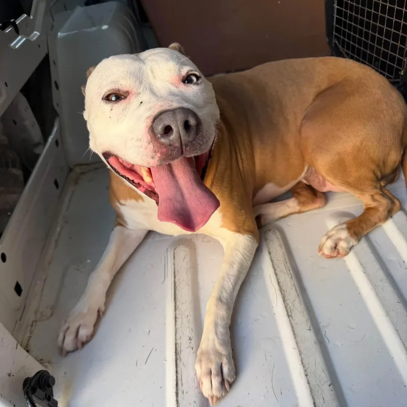 A young medium-sized female Brown / Chocolate American Staffordshire Terrier dog named Luna for adoption in Williston, VT