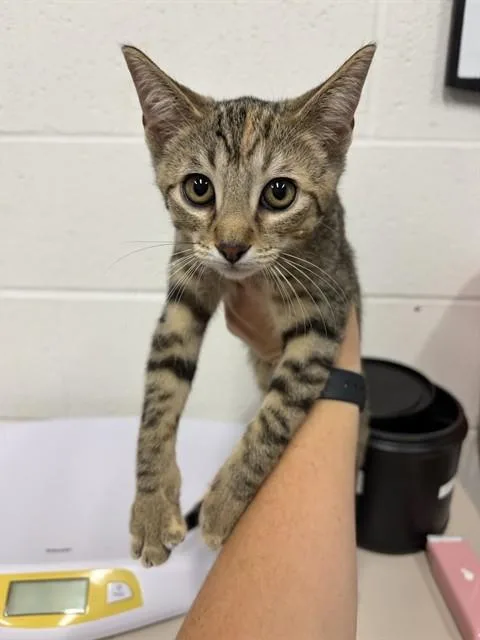 A baby medium-sized female Domestic Short Hair cat named Lady for adoption in Saint Peters, MO
