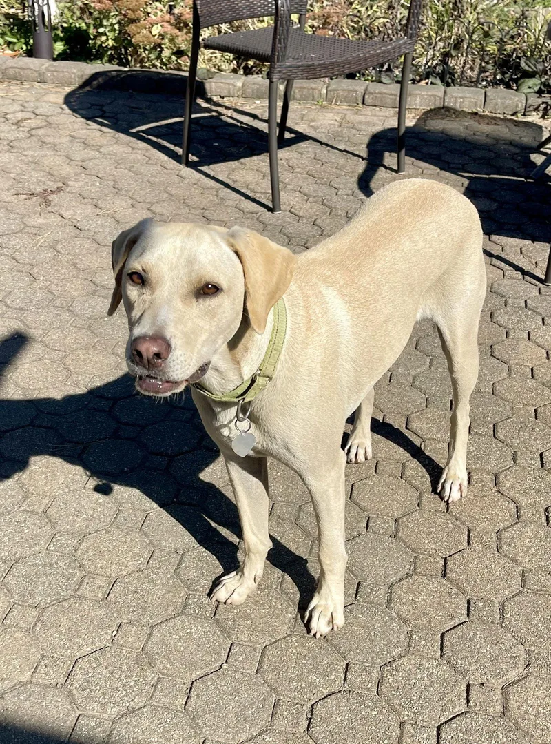 Toby  Totally Pawsome!