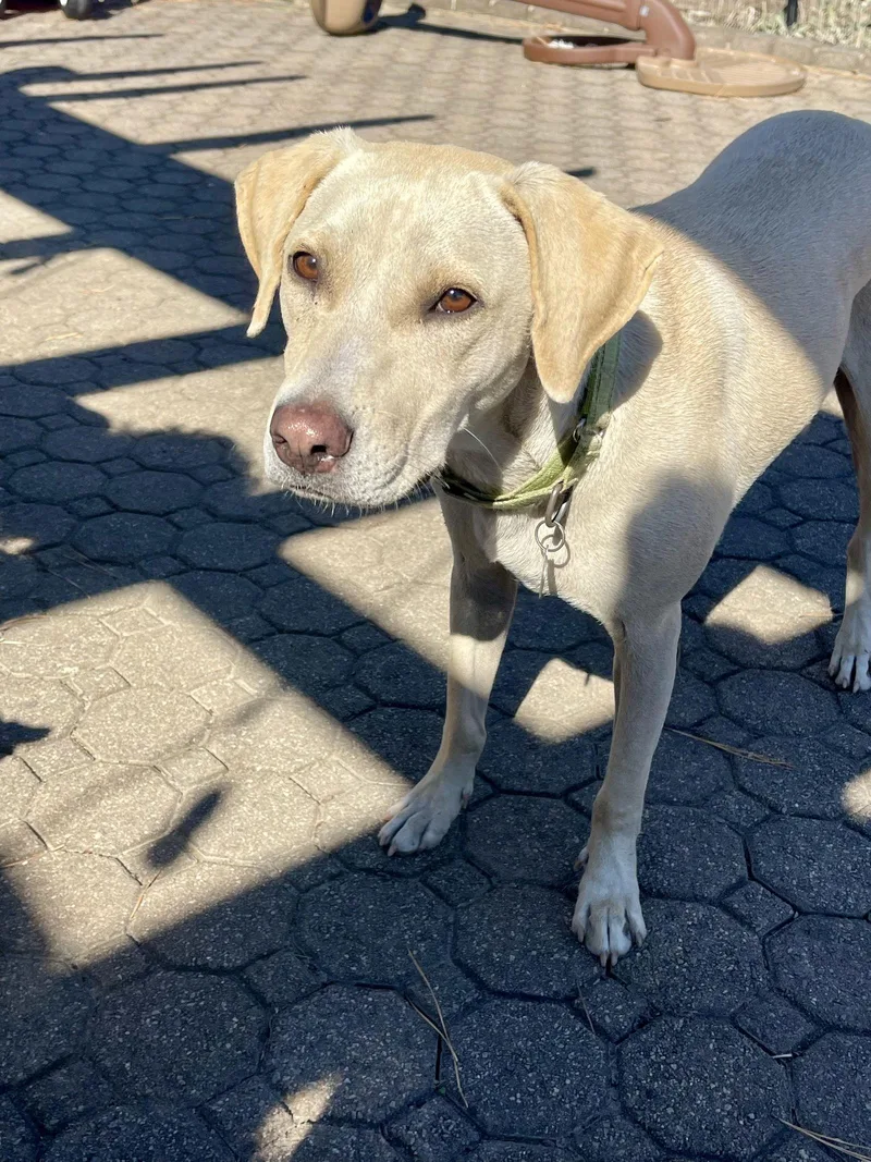 Toby  Totally Pawsome! thumbnail 2