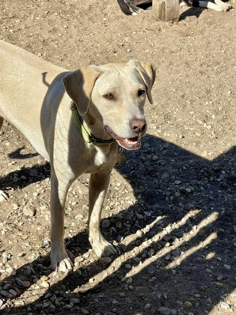 Toby  Totally Pawsome! thumbnail 3