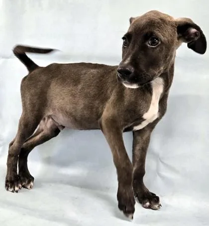 A baby large-sized male Boxer dog named Bamm Bamm for adoption in Morton Grove, IL
