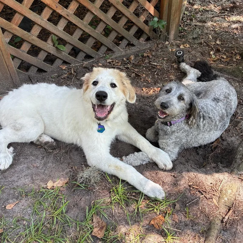 An adult medium-sized female Poodle dog named Frankie for adoption in Waynesville, NC