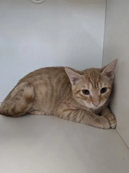 A baby medium-sized male Domestic Short Hair cat named Rigatoni for adoption in Savannah, GA