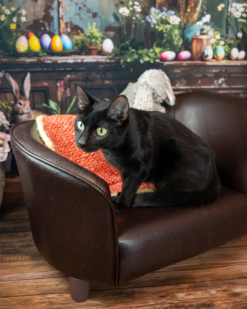 An adult medium-sized female Black Domestic Short Hair cat named Astrid for adoption in Lapeer, MI