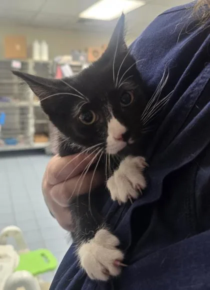 A baby small-sized male Domestic Short Hair cat named Greg for adoption in Roseville, CA