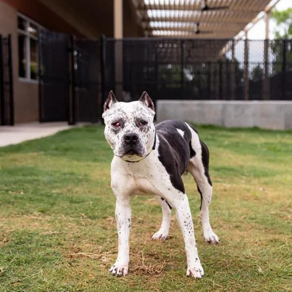 A young medium-sized female Pit Bull Terrier dog named Pen C Pixel for adoption in Lawrenceville, GA