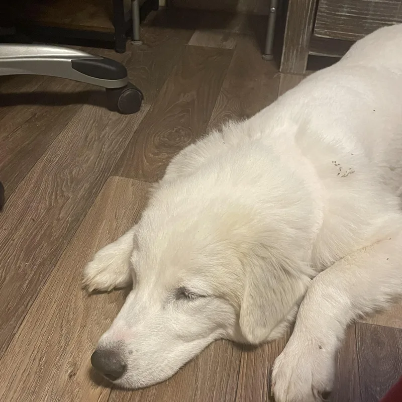 A young large-sized female White / Cream Pyrenean Shepherd dog named Sadie for adoption in Melbourne, AR