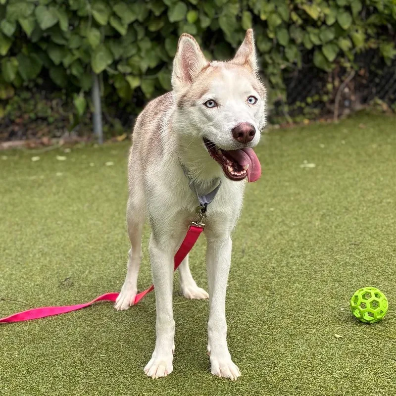 An adult medium-sized female White / Cream Siberian Husky dog named Tsunade for adoption in Providence, RI