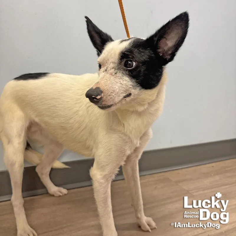 A young small-sized female Jack Russell Terrier dog named Willow for adoption in Washington, DC
