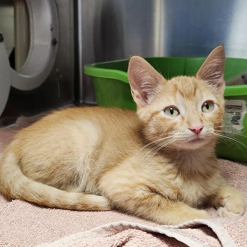 A baby small-sized male Orange / Red Domestic Short Hair cat named Zooble for adoption in Grand Rapids, MI