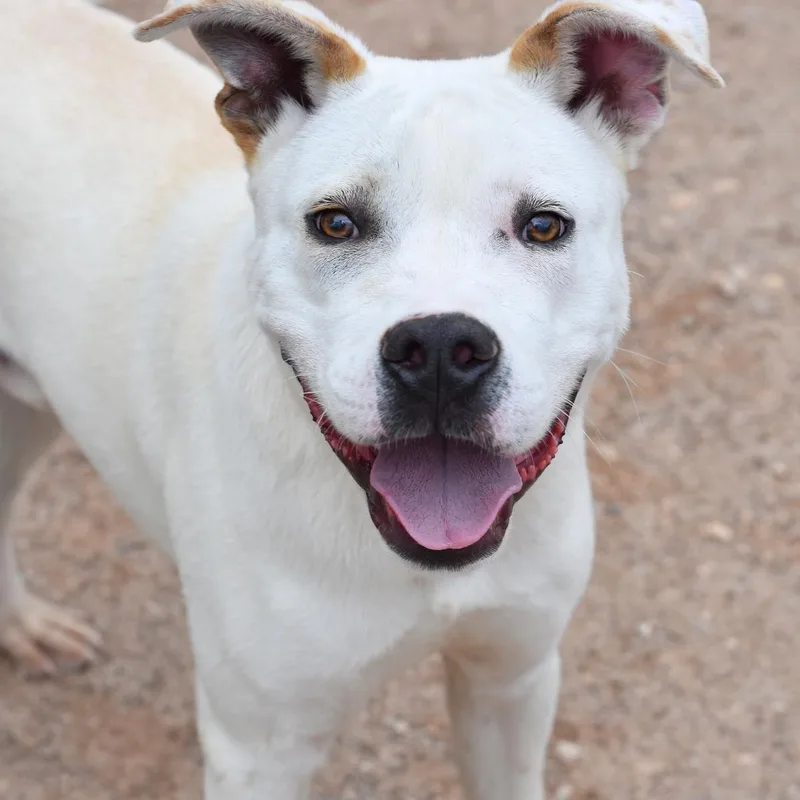A young medium-sized male American Staffordshire Terrier dog named Milo for adoption in Houston, TX