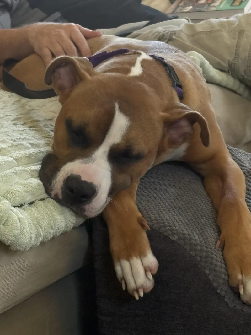 An adult medium-sized female Boxer dog named Nova Scarlet GDP for adoption in Dallas, TX