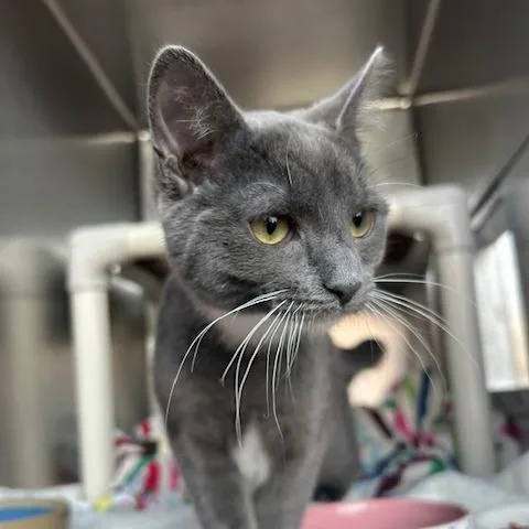 A baby small-sized female Gray / Blue / Silver Domestic Short Hair cat named Lila for adoption in Springfield, MA