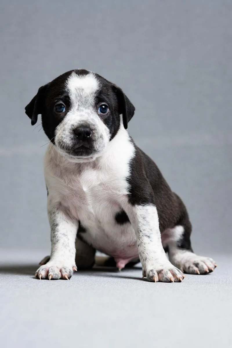 A baby large-sized male Mixed Breed dog named Topher for adoption in Oregon, OH