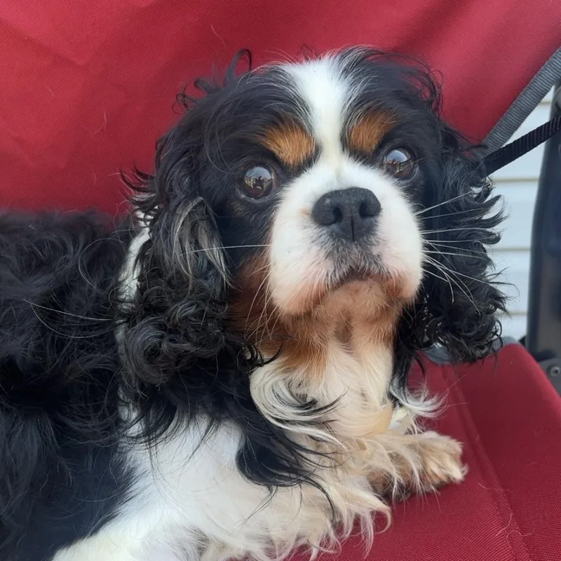 An adult small-sized male Cavalier King Charles Spaniel dog named Henry for adoption in Cincinnati, OH
