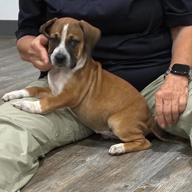 A baby small-sized female Brown / Chocolate Mixed Breed dog named Lux for adoption in Buffalo, MN