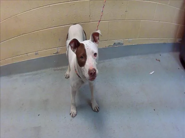 An adult medium-sized female Pit Bull Terrier dog named Churro for adoption in Tulsa, OK