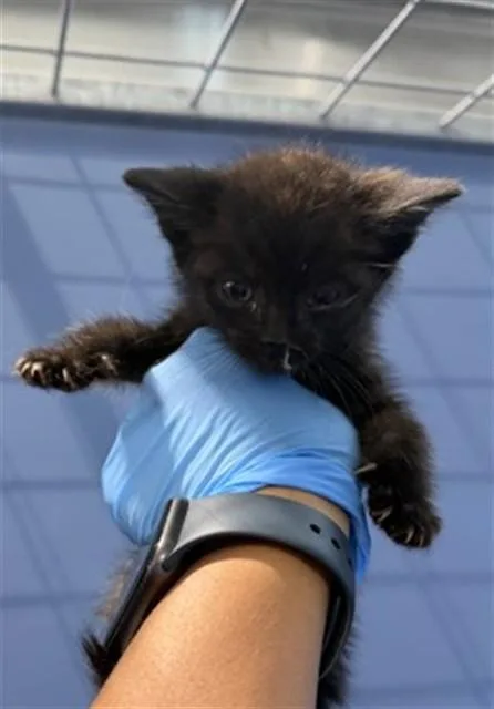 A baby small-sized male Domestic Short Hair cat named Prince for adoption in San Bernardino, CA