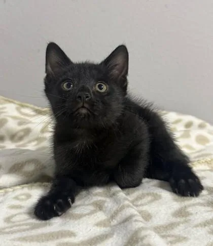 A baby small-sized male Domestic Short Hair cat named Eraser for adoption in Madison, NJ