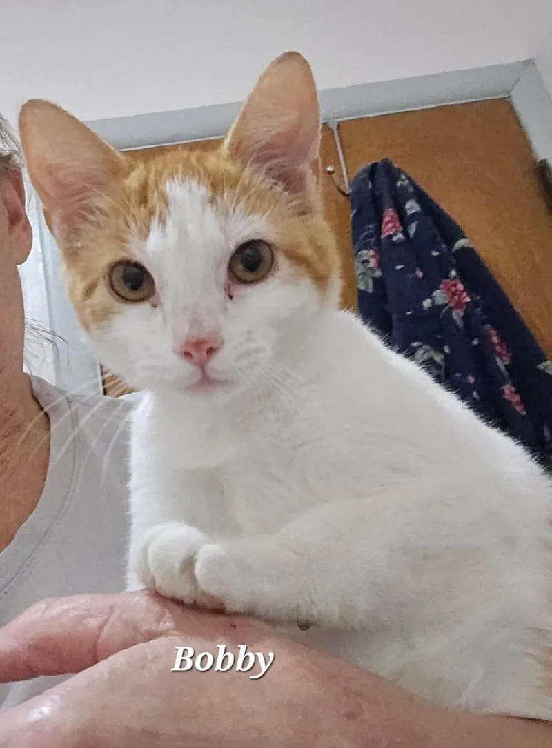 A young medium-sized male Orange & White Domestic Short Hair cat named Bobby for adoption in Catasauqua, PA