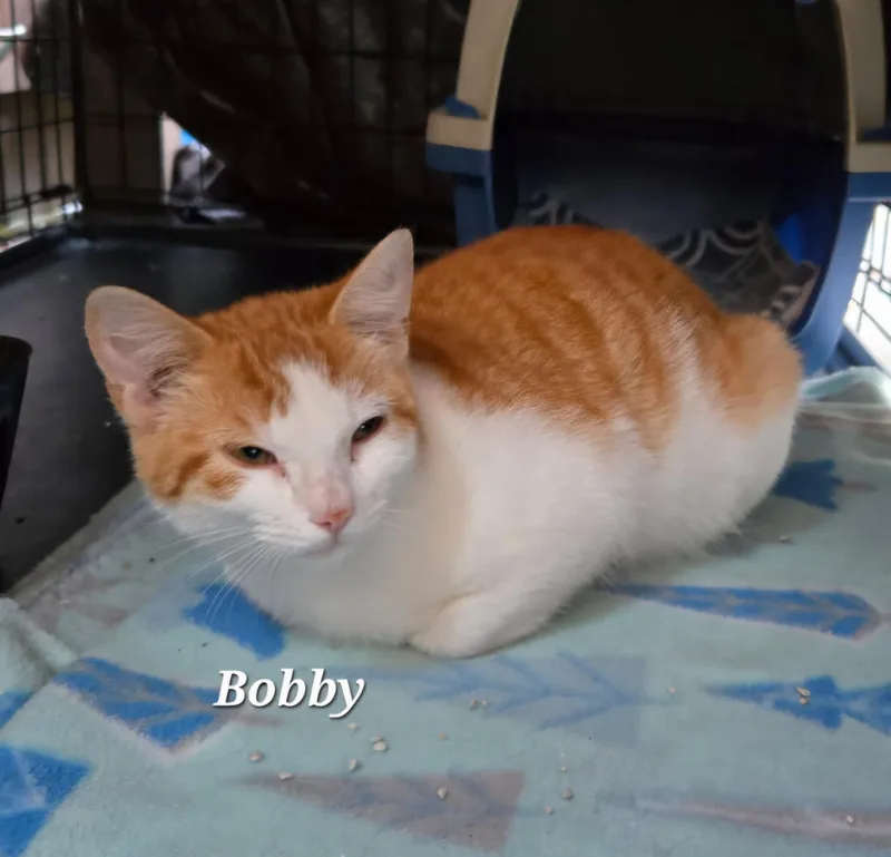 Bobby thumbnail 2