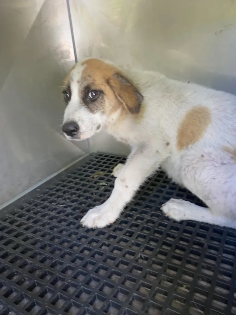 A baby small-sized male Mixed Breed dog named Bronco for adoption in Dallas, TX