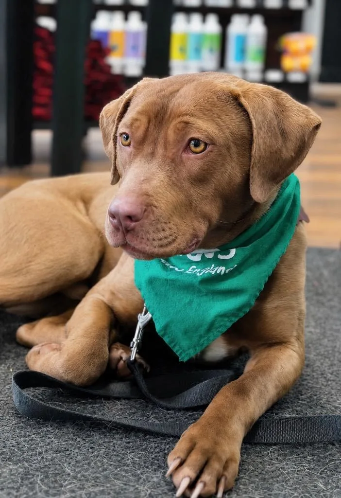 A young large-sized male Staffordshire Bull Terrier dog named Lanny Local In for adoption in Princeton, MA