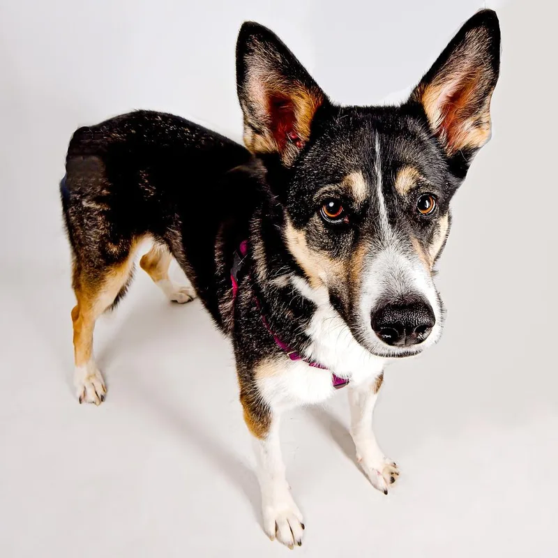 An adult large-sized female Black German Shepherd Dog dog named Cleo for adoption in Murray, UT