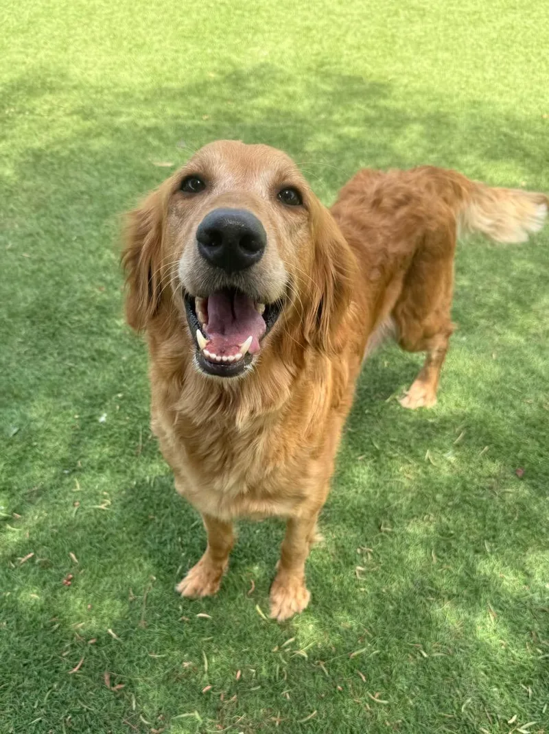 An adult medium-sized female Golden Retriever dog named Bella for adoption in Temecula, CA