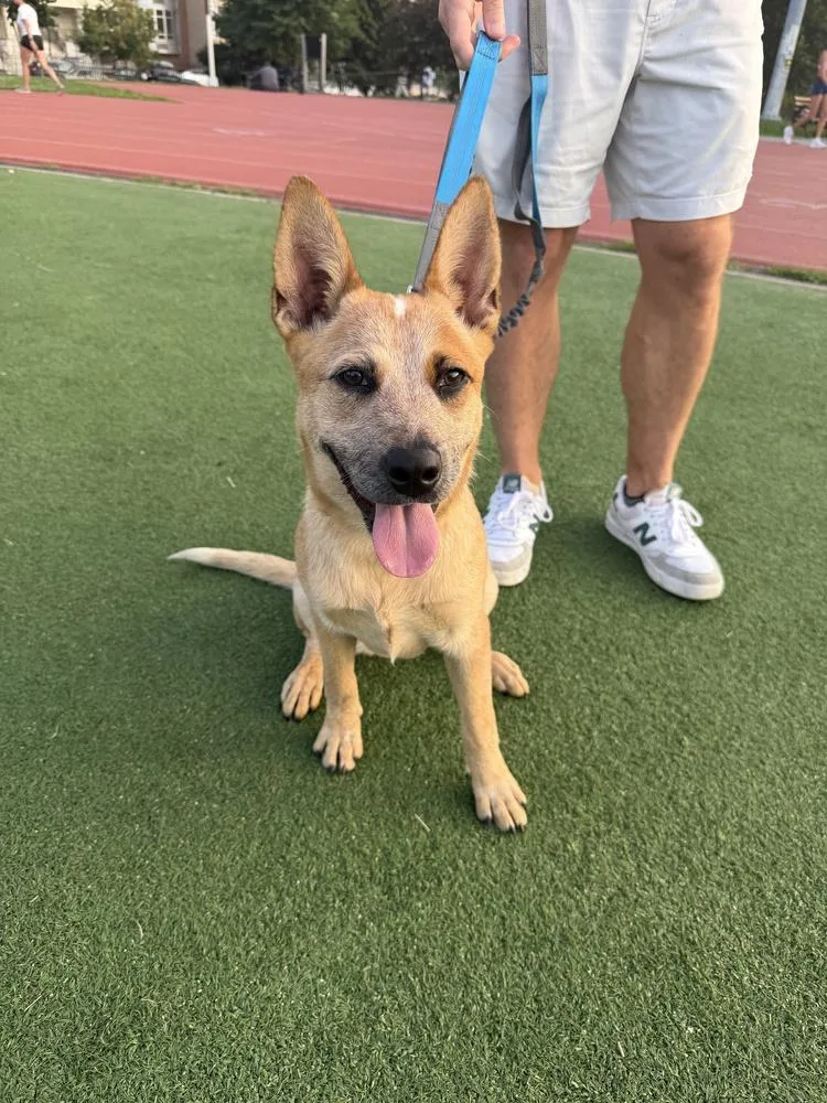 A baby medium-sized female Australian Cattle Dog / Blue Heeler dog named Honey for adoption in Manhattan, NY