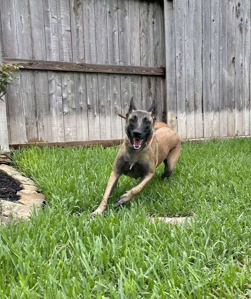 A young large-sized female Belgian Shepherd / Malinois dog named Sunshine for adoption in Houston , TX