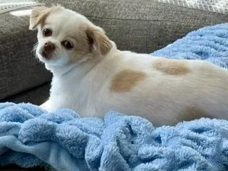 An adult small-sized female White / Cream Japanese Chin dog named Princess for adoption in Tifton, GA