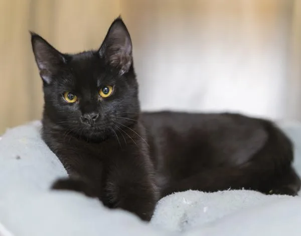A young medium-sized male Domestic Short Hair cat named Polly The Parrot for adoption in Kennewick, WA