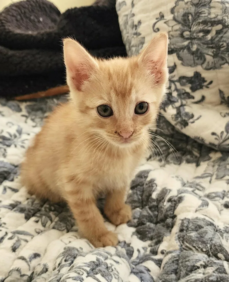 A young medium-sized male Domestic Short Hair cat named Cpo for adoption in Camden, SC