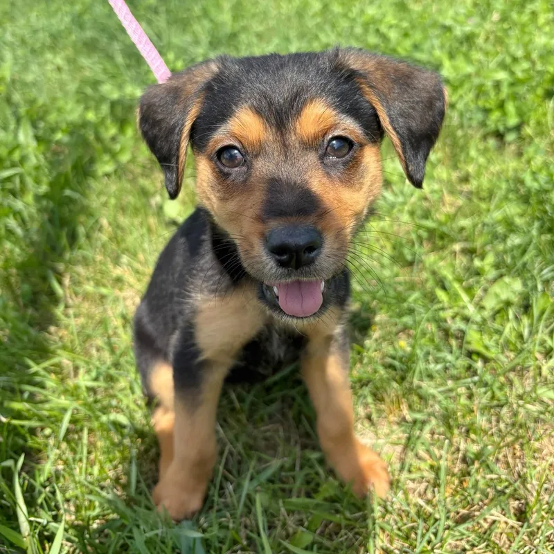 A baby medium-sized male Black Cattle Dog dog named Babu for adoption in Traverse City, MI