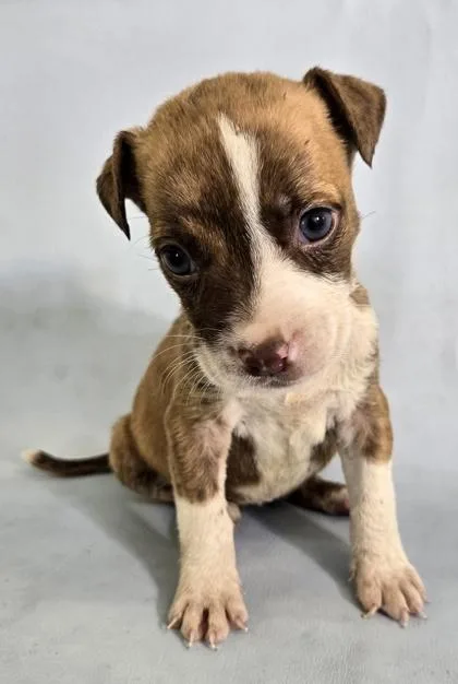 A baby large-sized female English Bulldog dog named Zeke for adoption in Morton Grove, IL