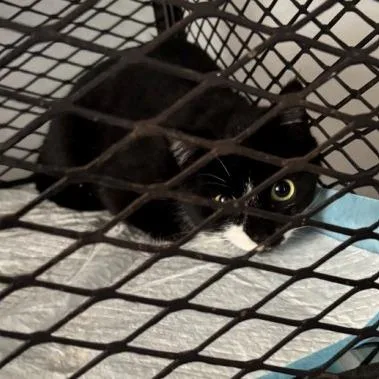 A young small-sized female Black Domestic Short Hair cat named Maple for adoption in New York, NY