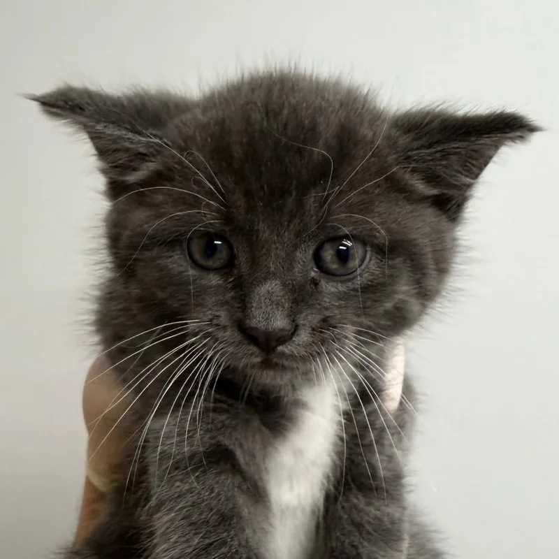 A baby small-sized female Gray / Blue / Silver Domestic Medium Hair cat named Cupcake for adoption in Jacksonville, FL