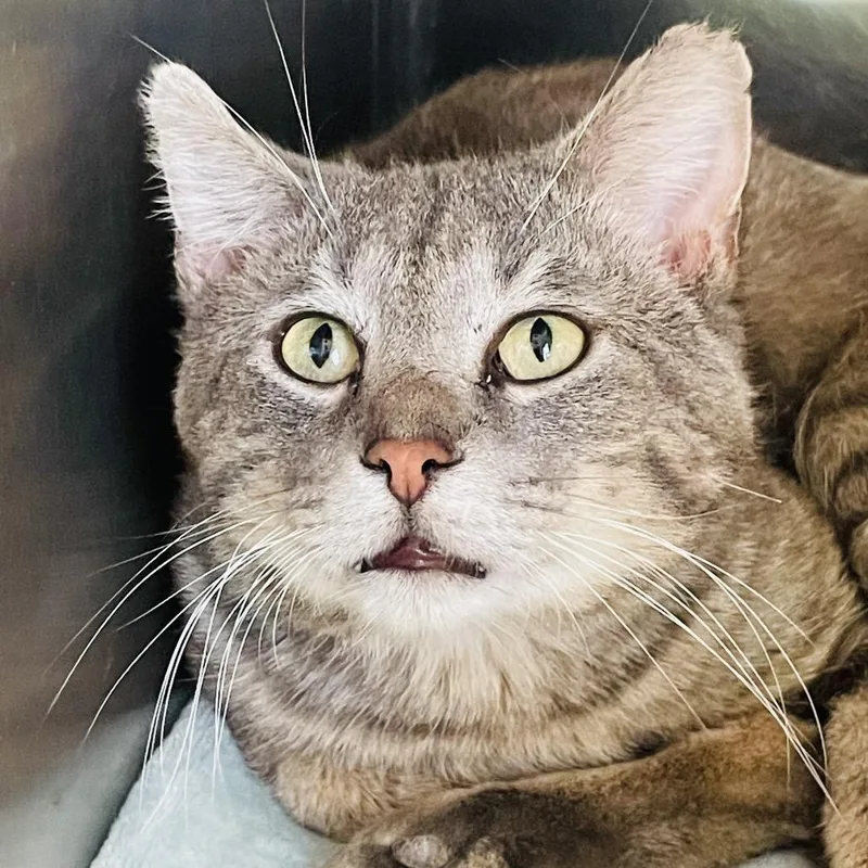 A young large-sized male Gray / Blue / Silver Domestic Short Hair cat named Squirtle for adoption in Columbia Station, OH