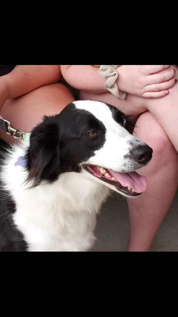 Cookie Raya thumbnail 2